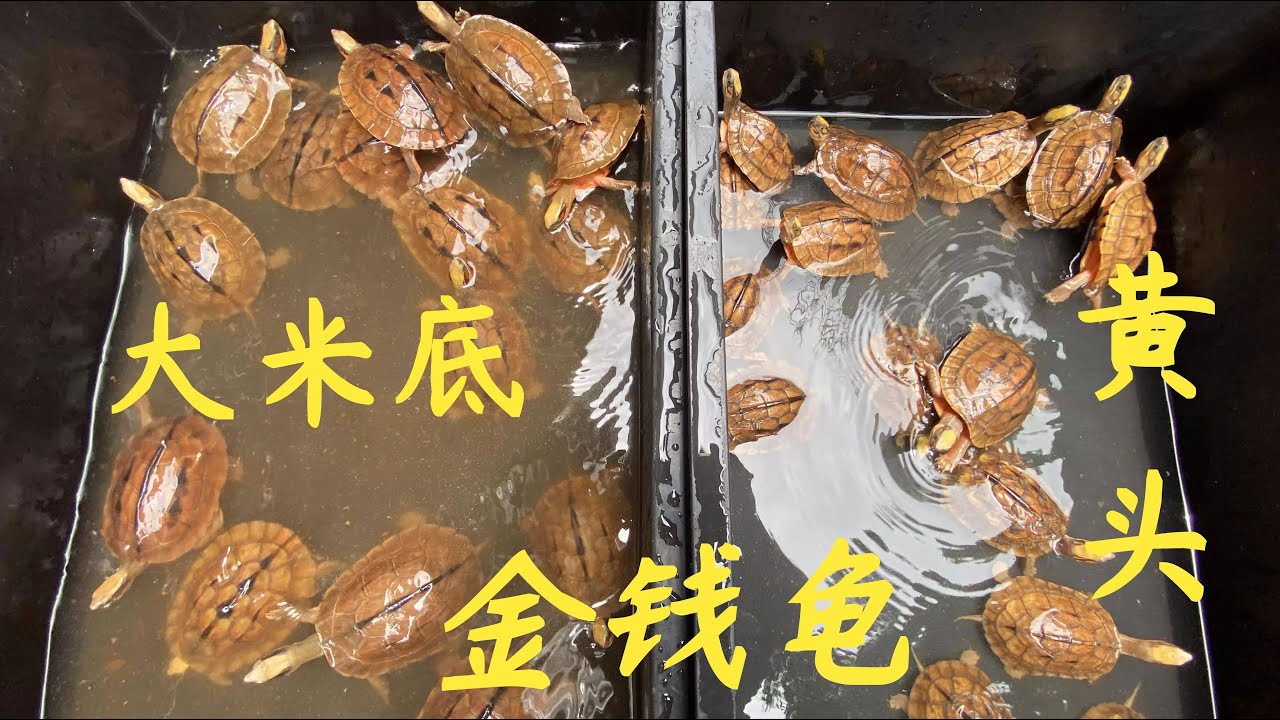 【老林赶野】今天老林帶大家看看，越南金錢龜跟海南金錢龜有什麼區別