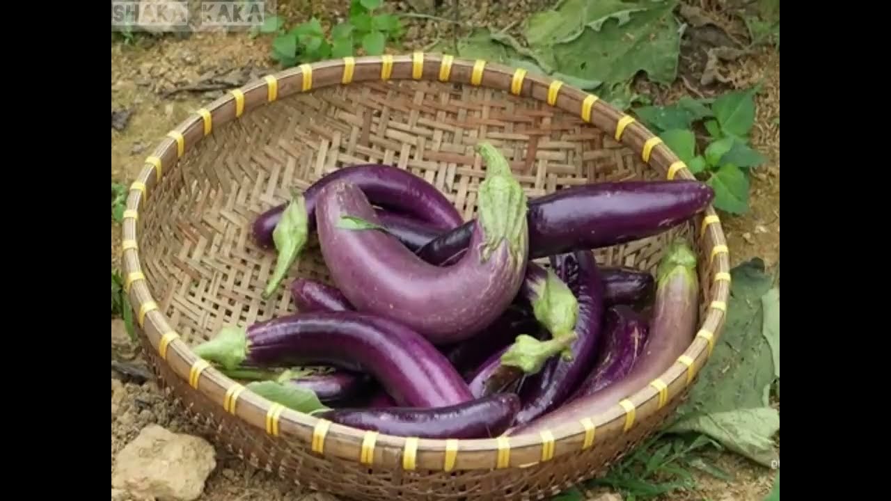 Heartbreaking Single Mother Struggle: Harvesting Eggplants & Giant Gourd to Feed Her Little Daughter