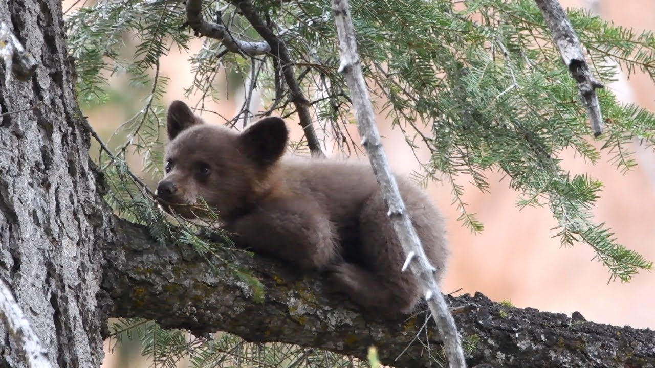 Adorable Black Bear Cub in Sequoia & Kings Canyon National Parks - California
