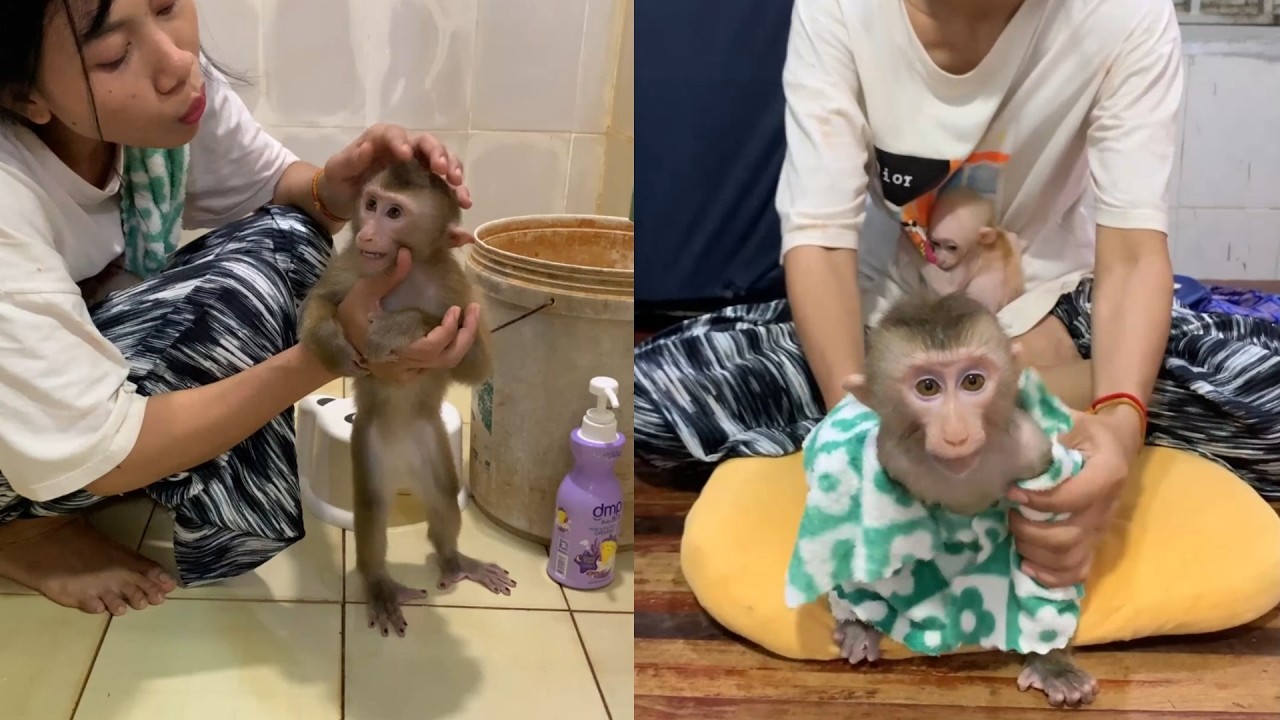 Bath Time! 🛁 Squeaky Clean Monkey Gets Wrapped in a Cozy Floral Towel