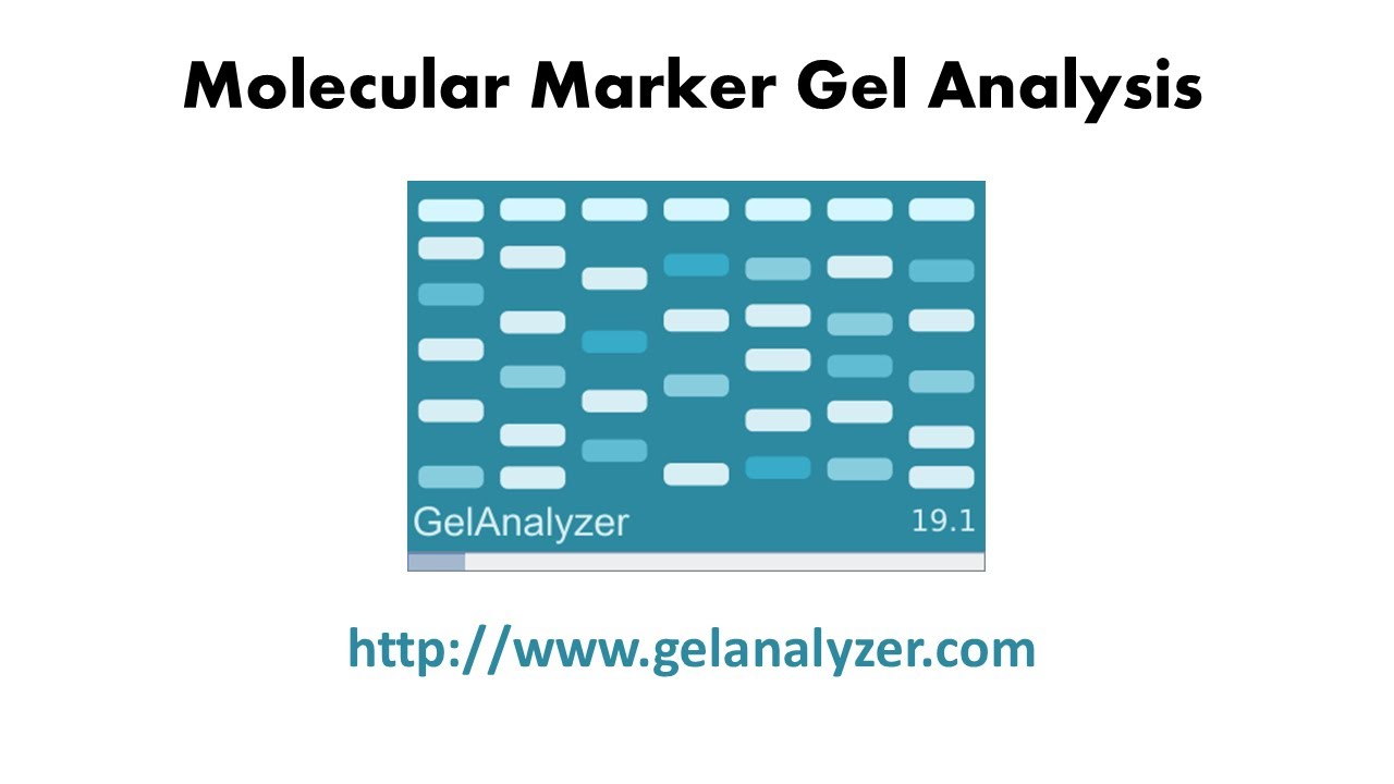 Gel Analyzer   درس خصوصي: شرح برنامج