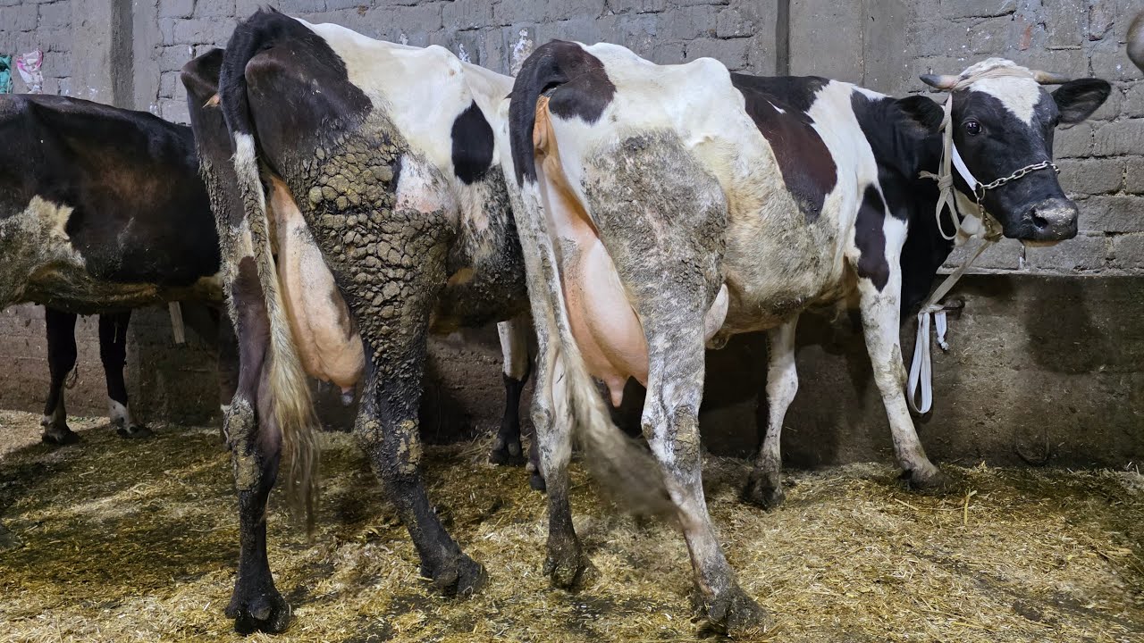 ً دبابات جاموس عشر ولبن بالحجم العائلي  وعجلات لحم من 37 الف في مزرعة ابن السماحي أضخم بقر والد