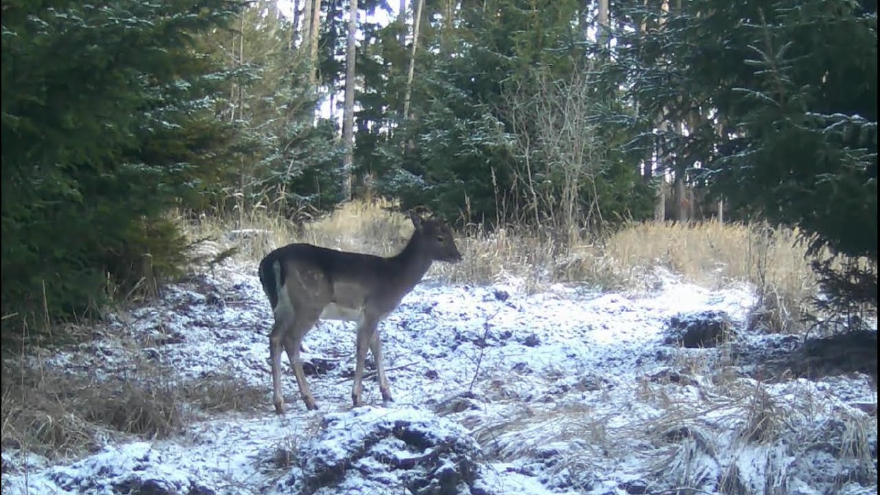 FOTOPAST MORAVA 21, 1/2026 #nature #myslivost#JAGD#woods#POLOWANIE#HUNTING#krásná příroda#CHASSE