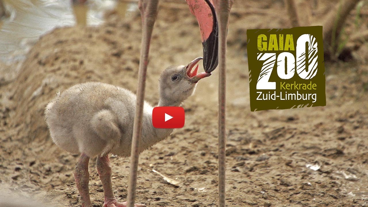 GaiaZOO: flamingo kuikens op verkenning.