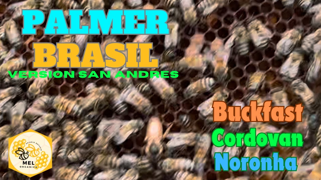 Segunda revisão de Núcleo Pálmer com introdução de Rainha BuckFast🐝