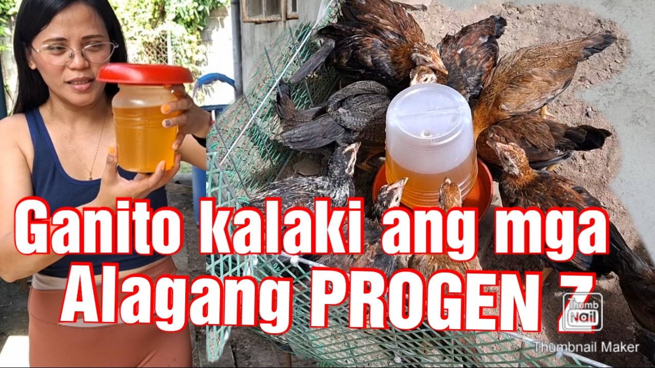 Super effective sa mga Alagang Sisiw ang PROGEN Z