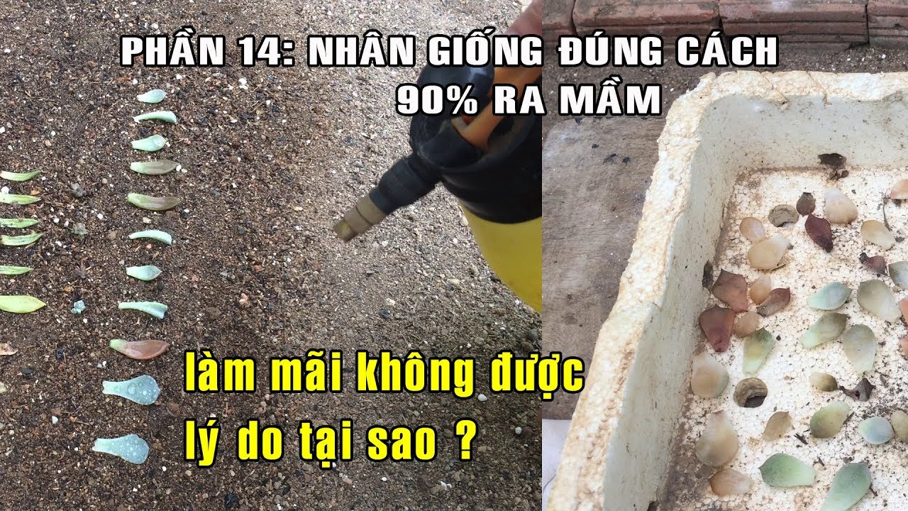 90% LÁ SEN ĐÁ SẼ RA MẦM NẾU NHÂN GIỐNG THEO HAI CÁCH NÀY