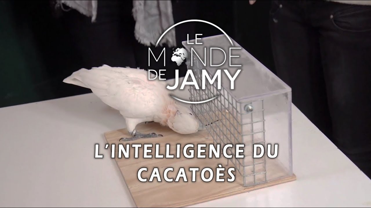 Figaro, un cacatoès plus qu'intelligent ! - Le meilleur du monde de Jamy