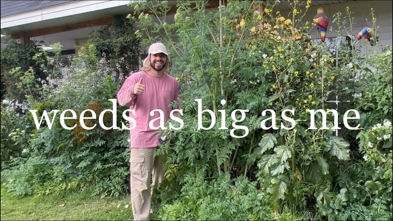 Removing weeds as big as me