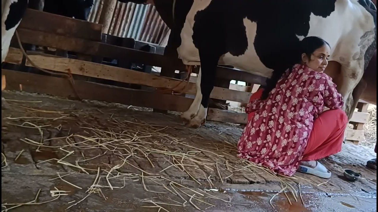गाई दुह्ने पुरा प्रक्रिया | Fresh Cow Milking Full Video