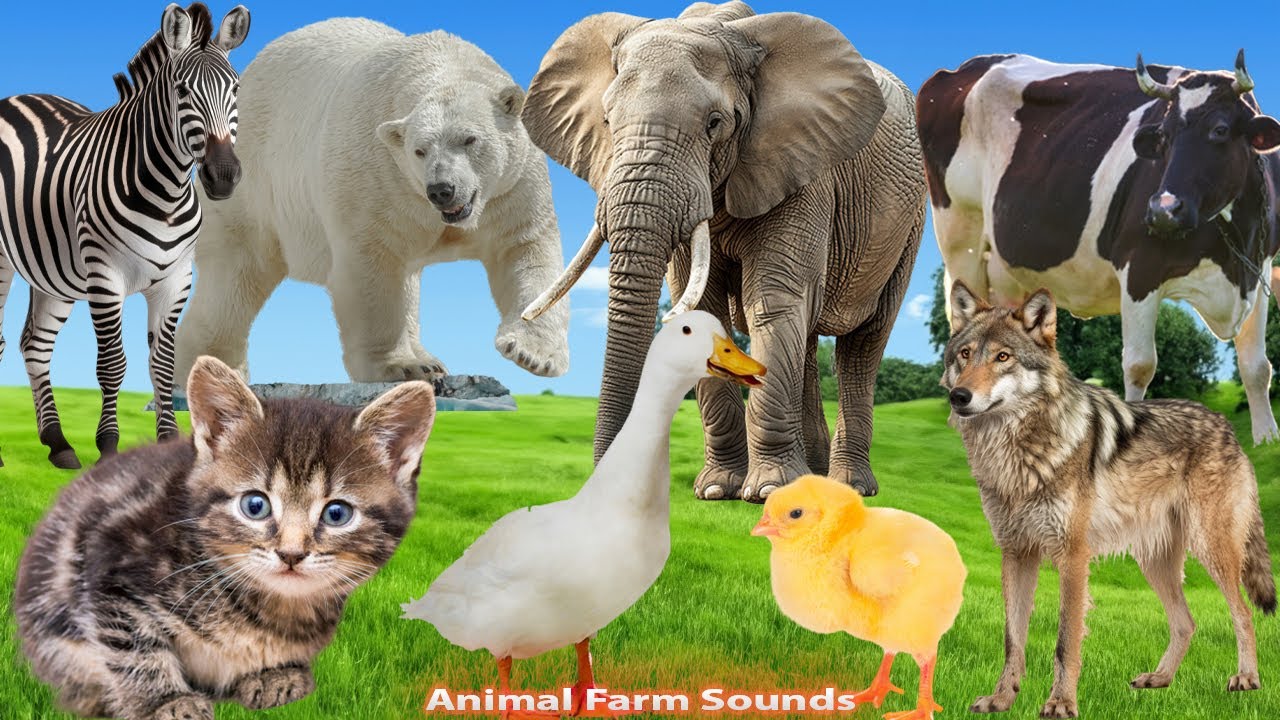 Animal Sounds : Cat, Dog, Chicken, Cow, Duck, Fish, Birds, Elephant, Monkey - Animal sounds