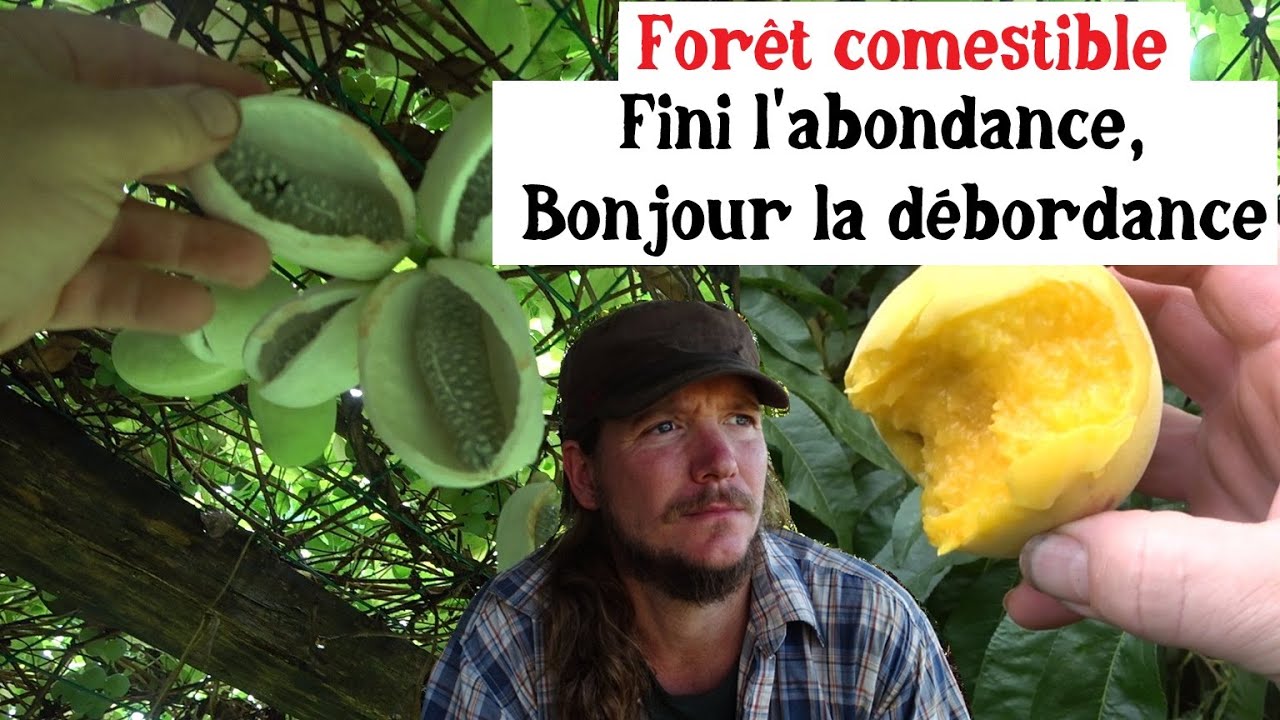 Forêt comestible : Fini l'abondance, bonjour la débordance !