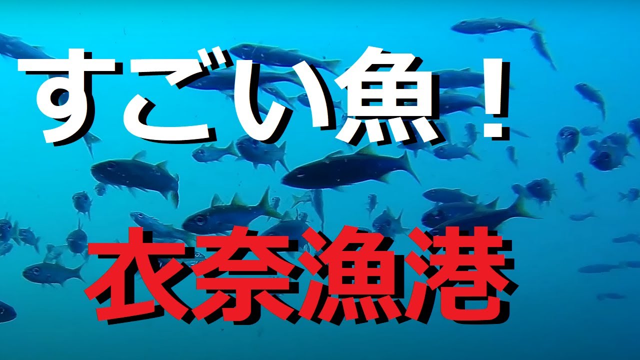 驚きの魚！衣奈漁港の水中映像