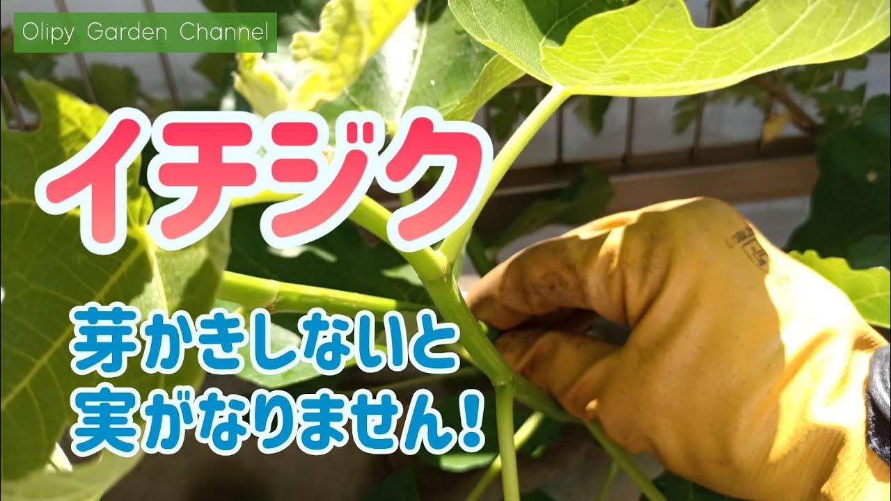 【いちじくの育て方】芽かきをする3つの理由　これしないと実がなりません！