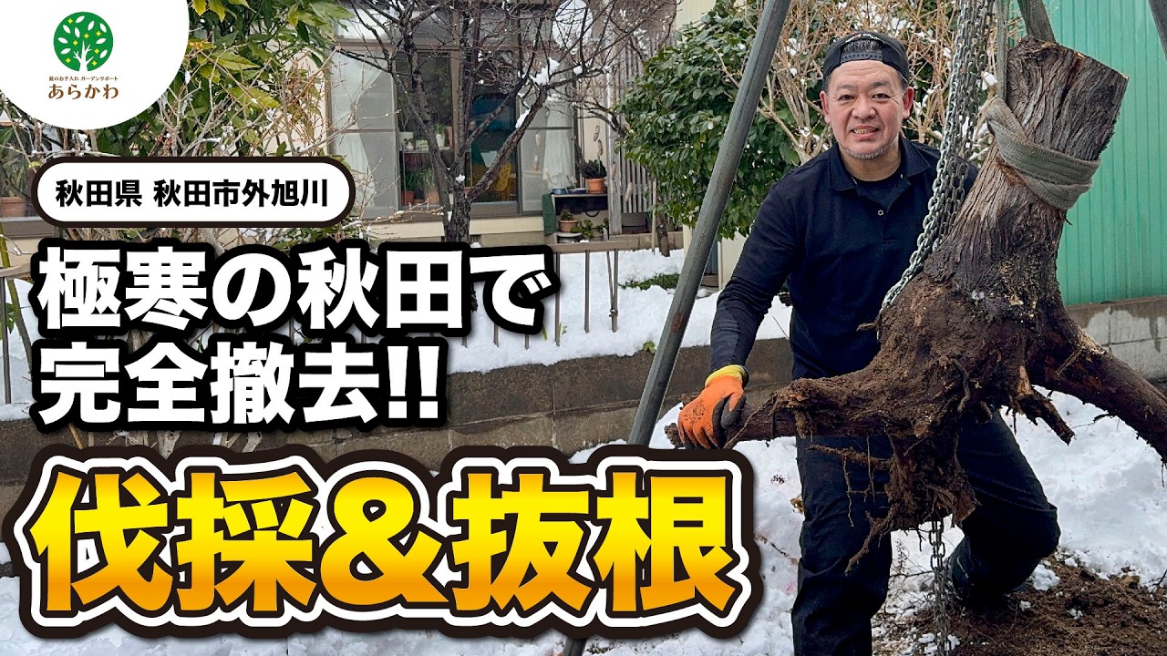 【完全撤去】冬の秋田で庭木を伐採＆抜根！安全な駐車場が完成！ #秋田県 #伐採 #秋田市 #特殊伐採 #外旭川 #チェーンブロック #完全撤去 #駐車場 #抜根 #路盤材 #切り株 #ハスクバーナ
