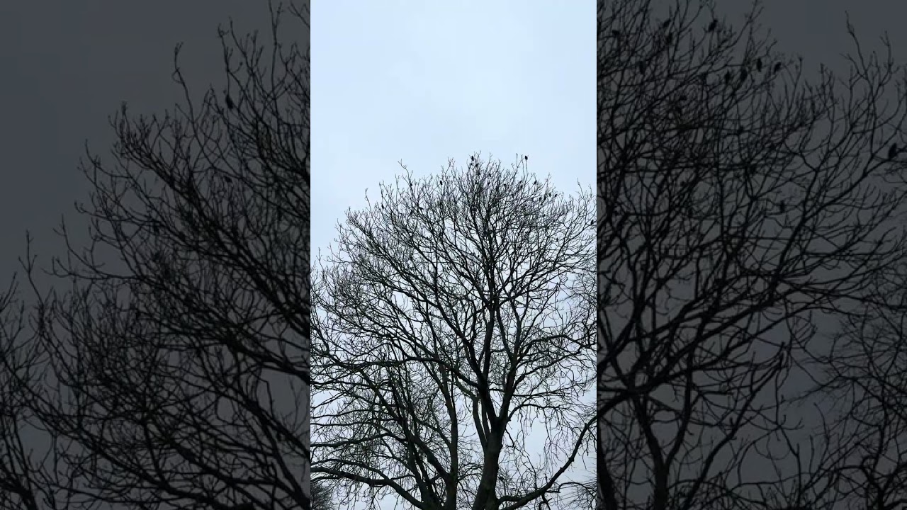 Birdsong Meditation:just3minutesoflisteningtobirds sing can help you get better health