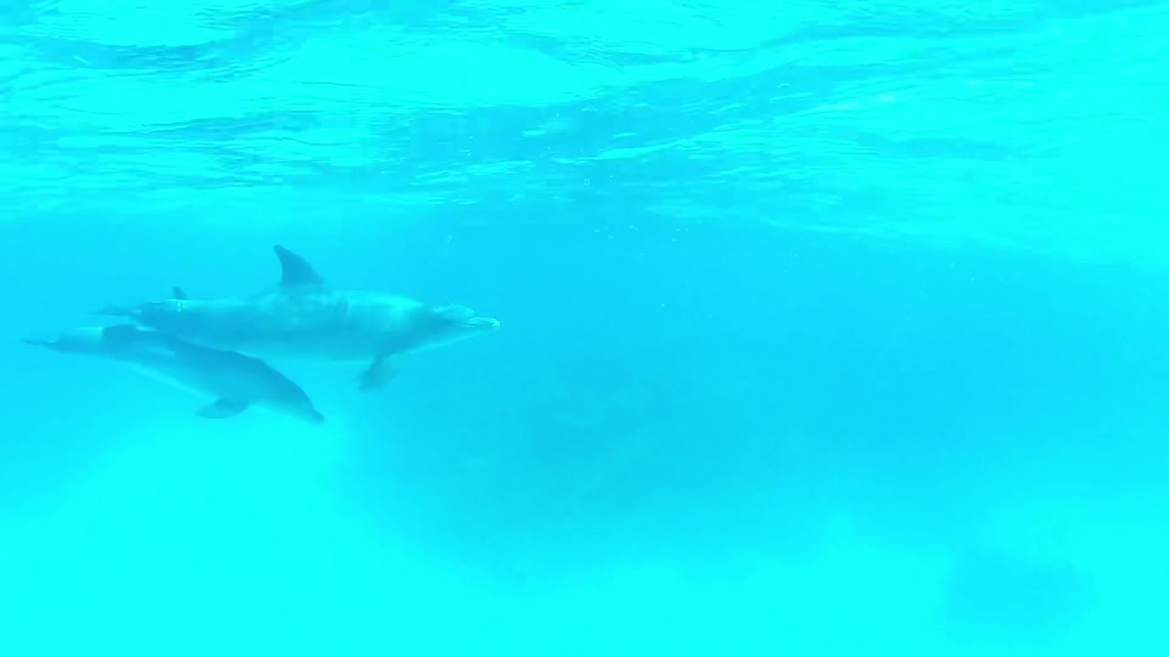 Inot cu delfinii/ Casa delfinilor/ Marea Rosie/ Egipt
