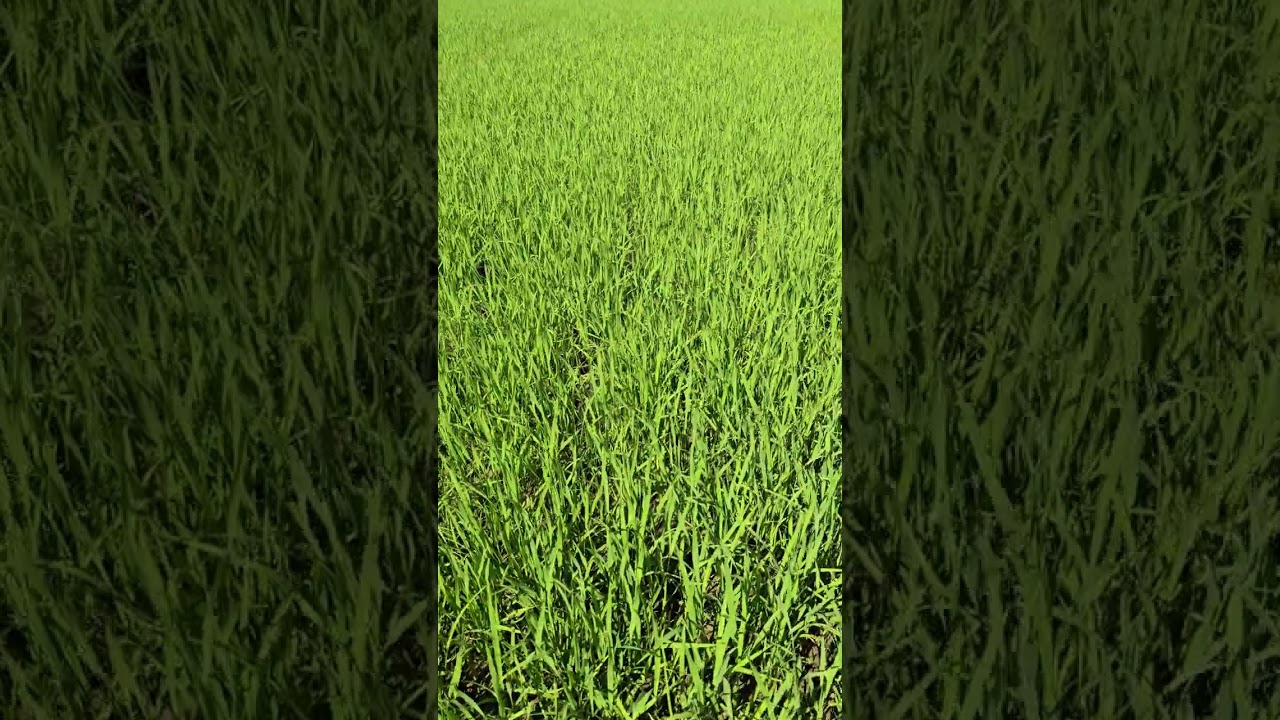 อย่ามาทะลึ่งกับกูถ้าไม่รู้จริง #nextrice 