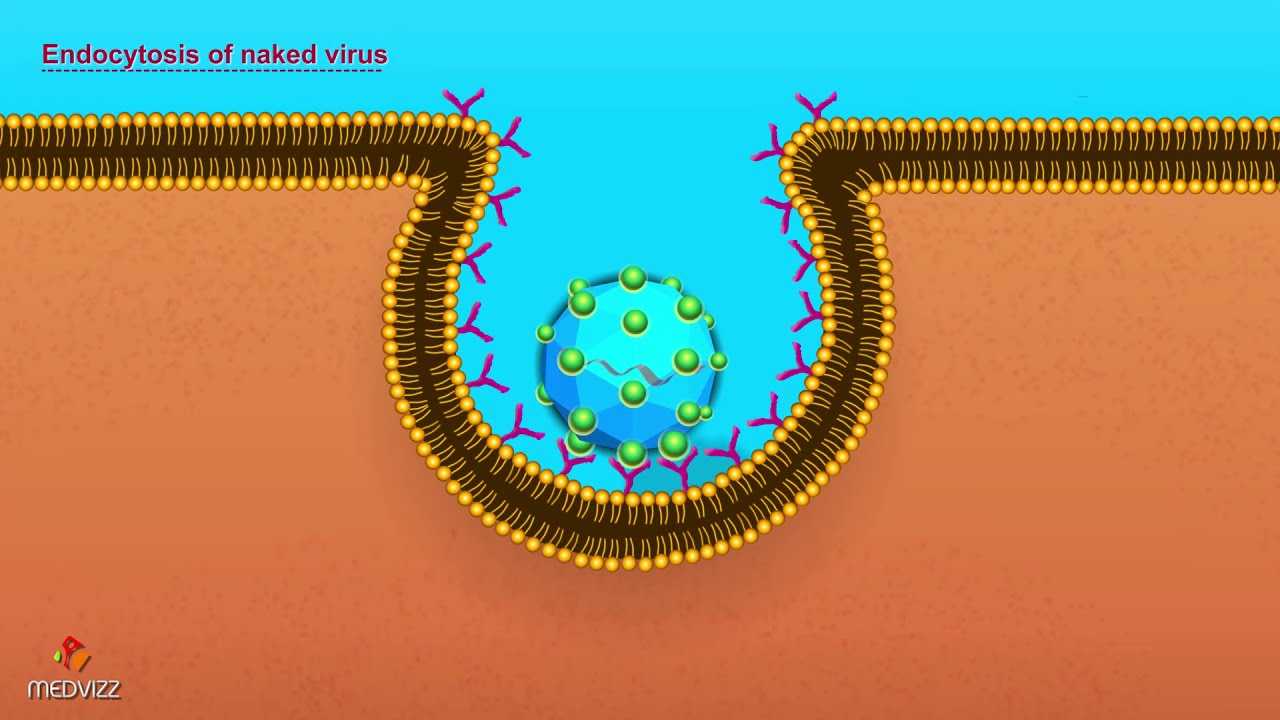 Entry of Virus into Host Cell - Microbiology Animations