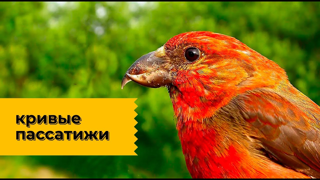 Клест - 
