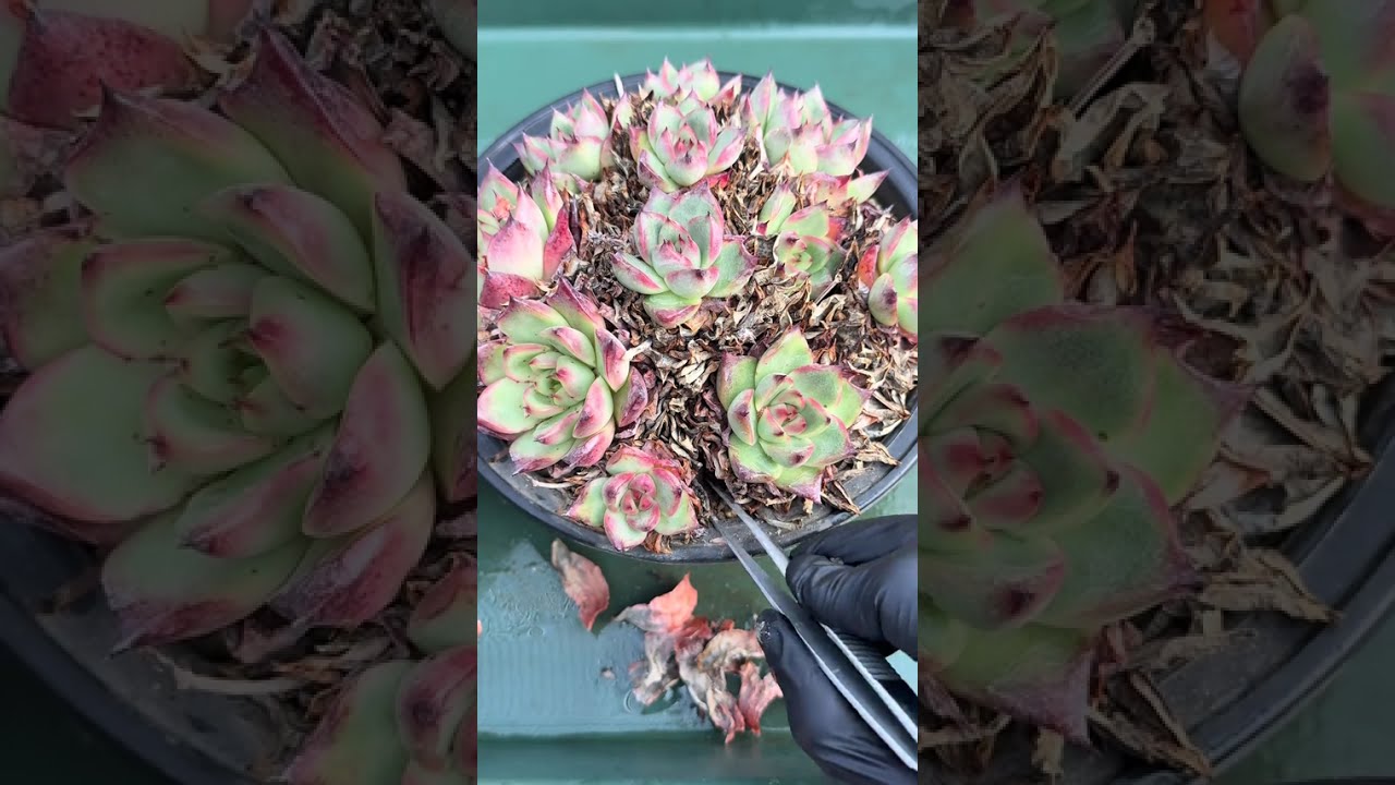🌿 ASMR Succulent Healing | Succulent Mood Reset | Clearing Space for Growth 🌱🪞