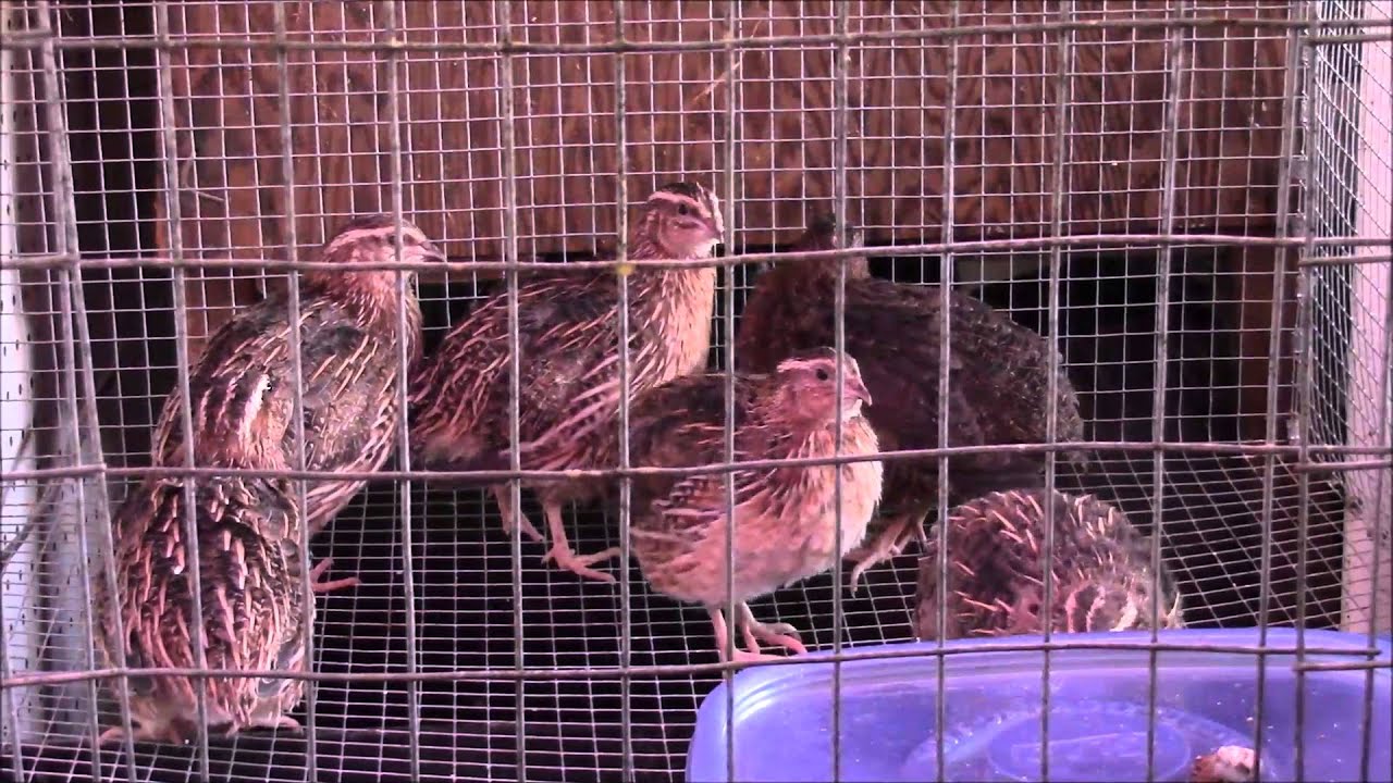 How to Easily Tell Male From Female Coturnix Quail