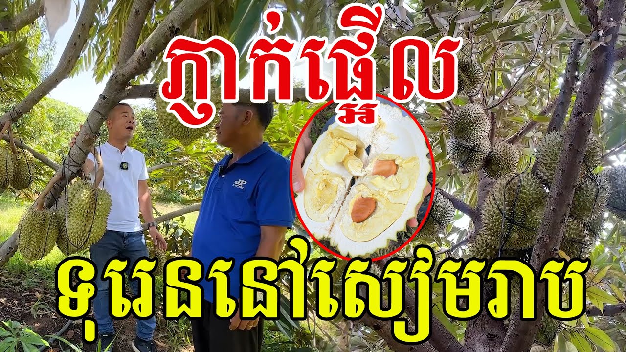 ភ្ញាក់ផ្អេីល​ សៀមរាប​មានចម្ការទុរេន​ ផ្លែធំៗផ្អែមឈ្ងុយល្អណាស់