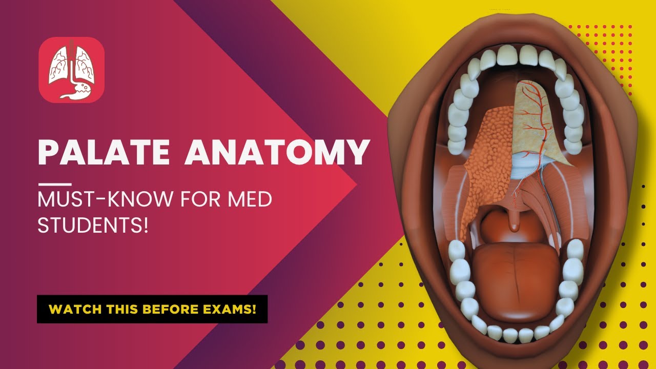 The Palate Anatomy | Hard & Soft Palate Explained | Top 5 Muscles & Functions Mastering