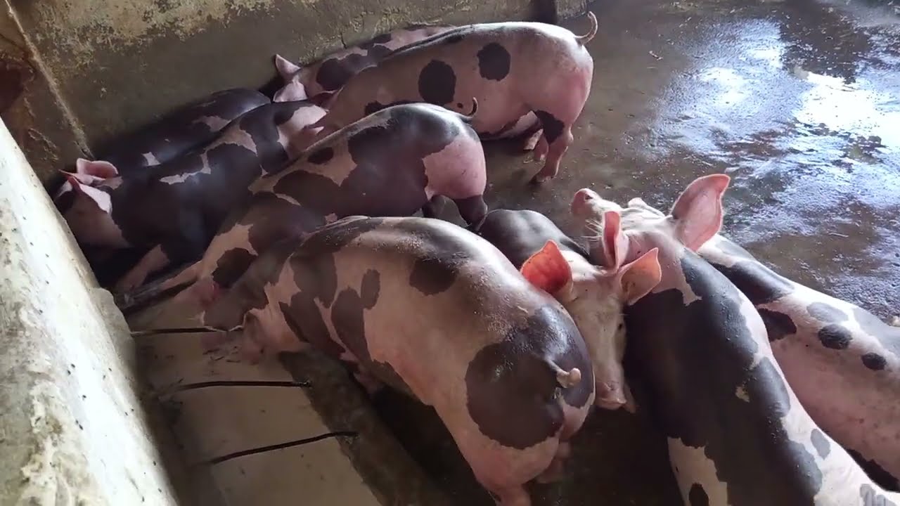 Colocando soro para os porcos 