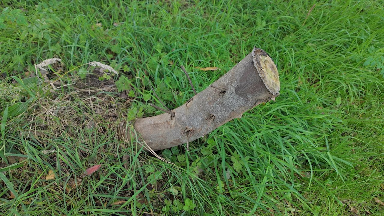 Can Eucalyptus Nitens be coppiced - summer 2025 🌤️