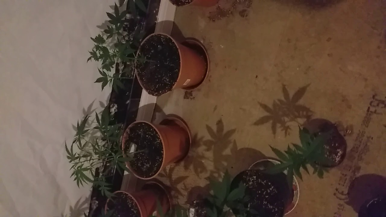 autoflower week 5 update