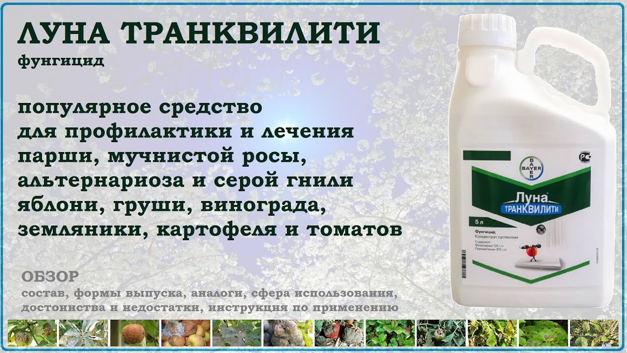 Луна Траквилити - средство от болезней плодовых, ягодных, картофеля и томатов. Обзор 2026 года