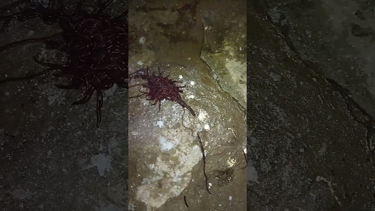 Worm Army #worms #wormszone #wormarmy #wormateio