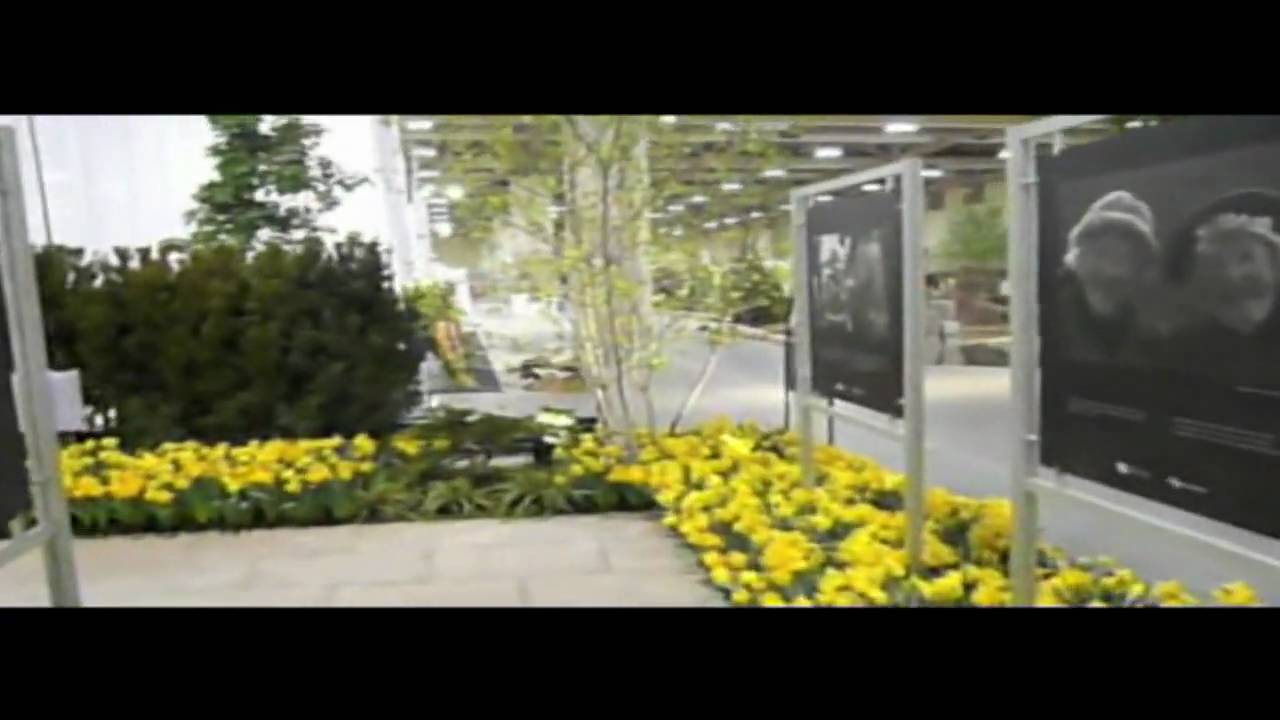 Canada Blooms Daffodil Garden