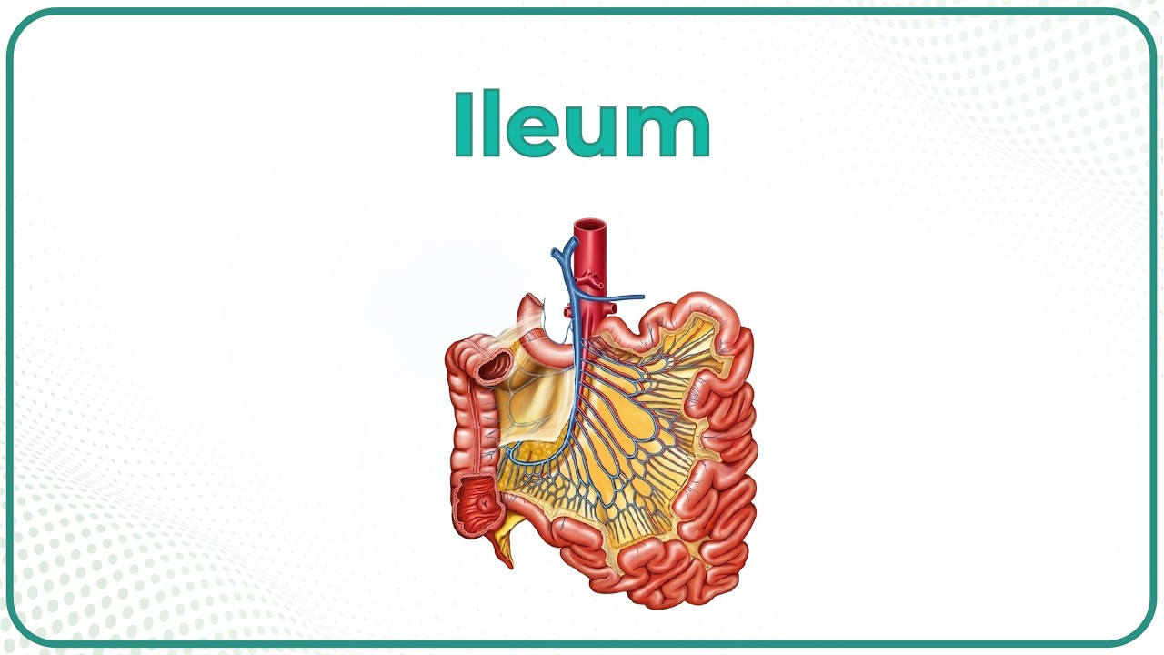 Anatomy of Ileum Animation: Blood supply, Venous drainage, Histology, Innervation, Functions