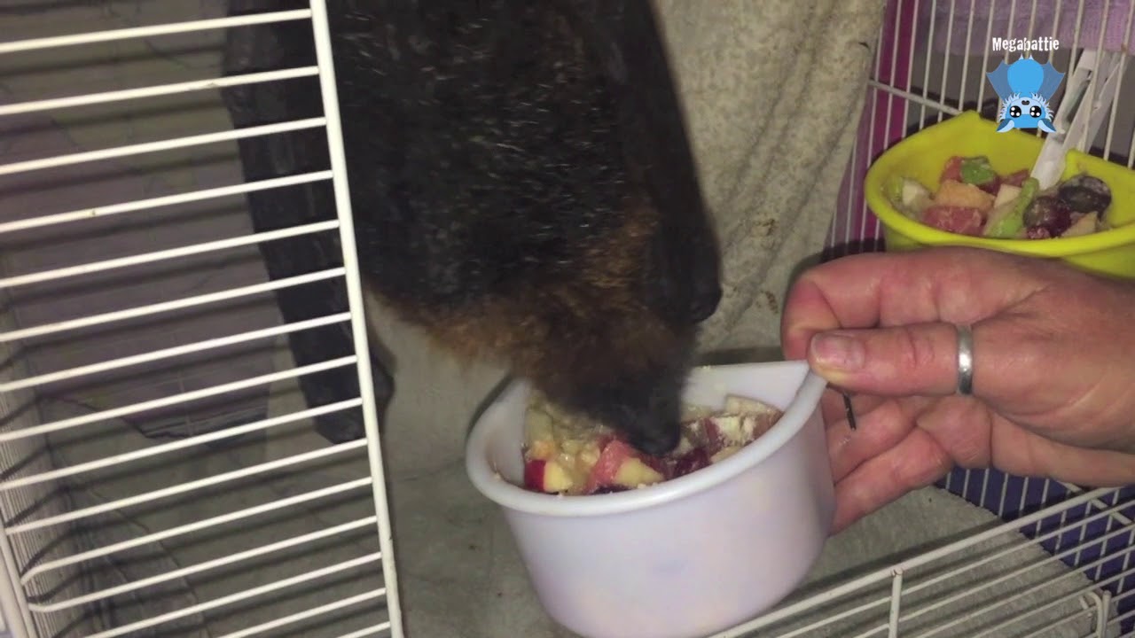 Juvenile flying-fox in care:  this is Ben