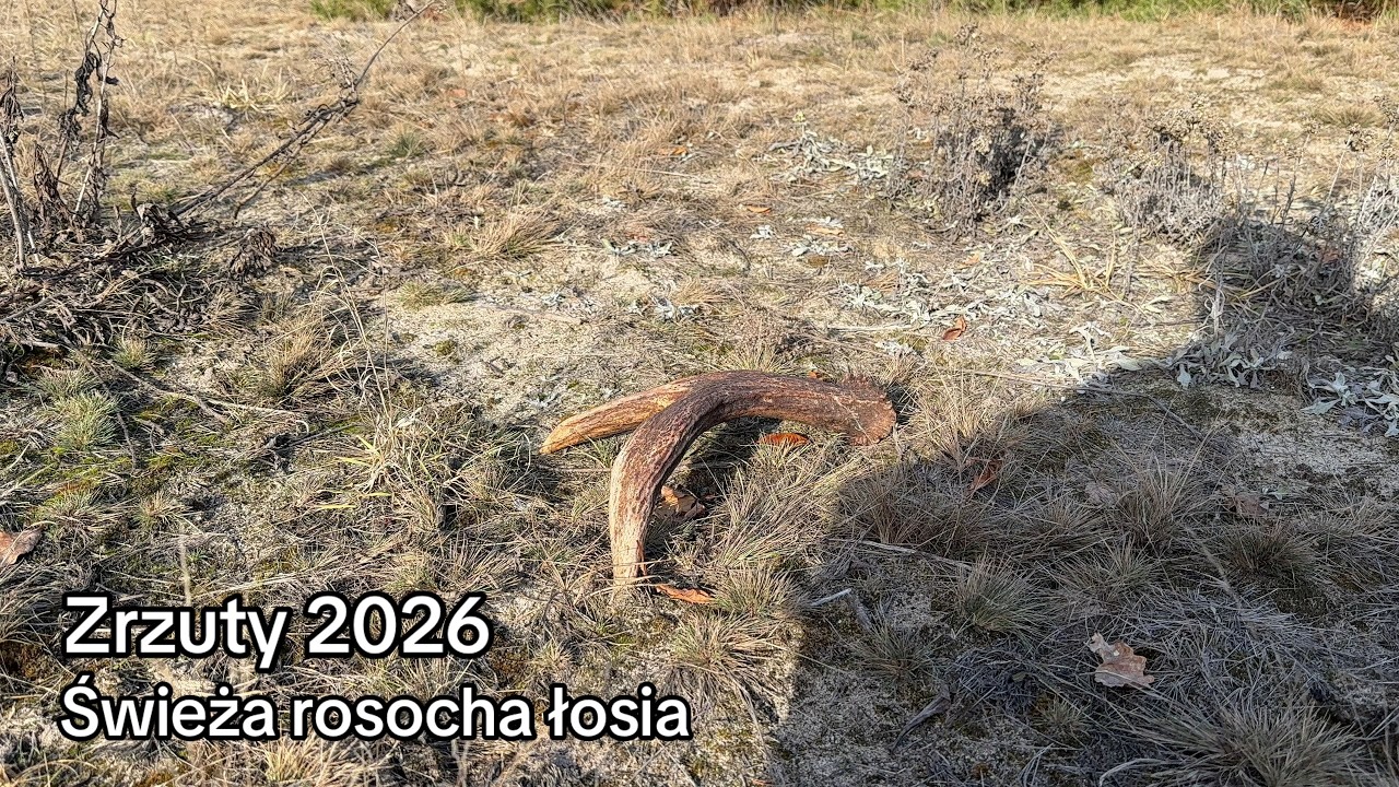 Swieża rosocha łosia Zrzuty 2026