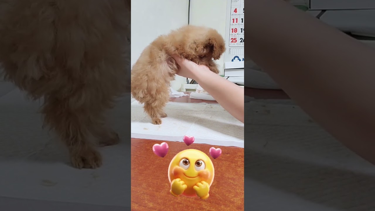 3개월된 토이푸들의 첫 미용 도전기~ 결과는 과연???🐶