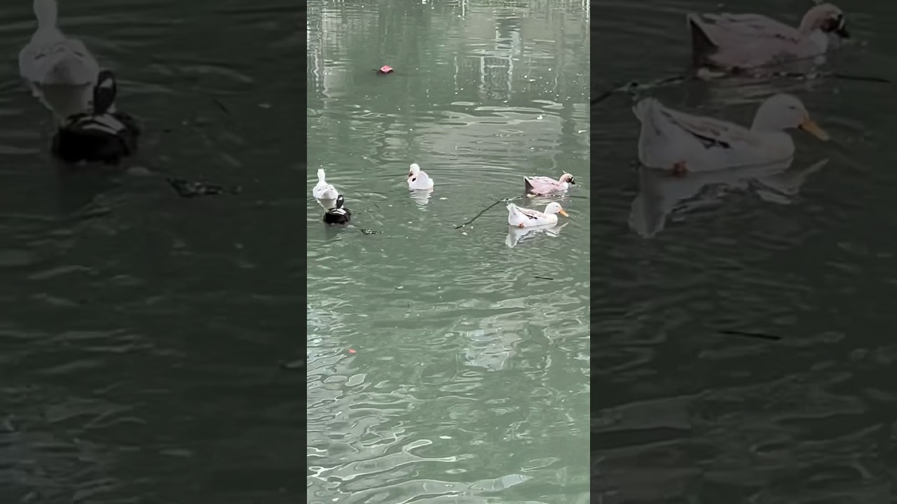 Mumbai | Ducks are Enjoying Monsoon Season 