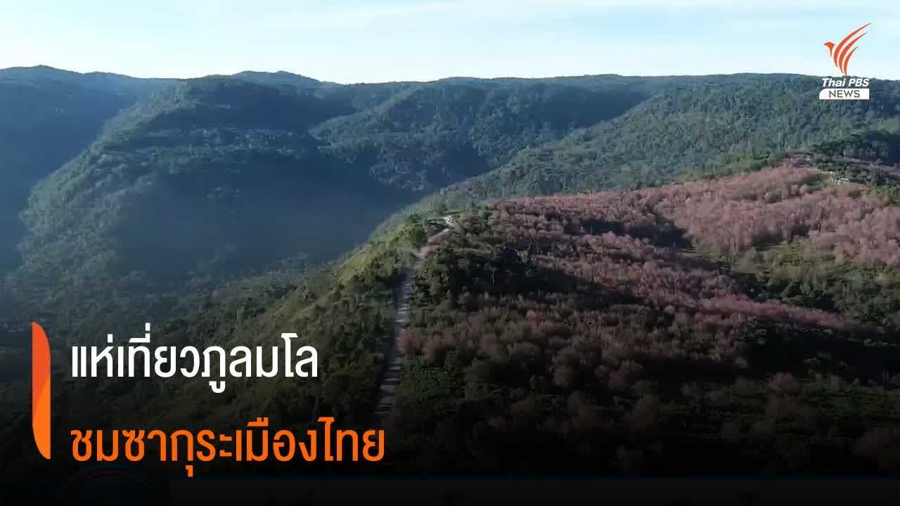 แห่เที่ยวภูลมโล ดอกนางพญาเสือโคร่งบานทั่วภู