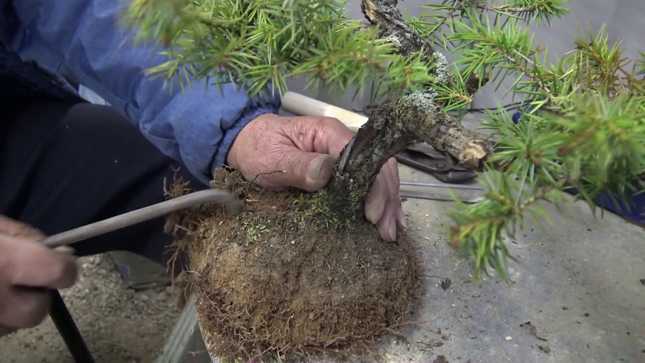 杜松TOSHO. Bonsai master prunes out and repots.