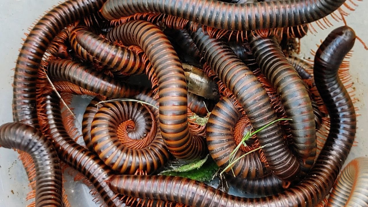 Unbelievable Found and Catching of Giant Millipedes Backyard My Home