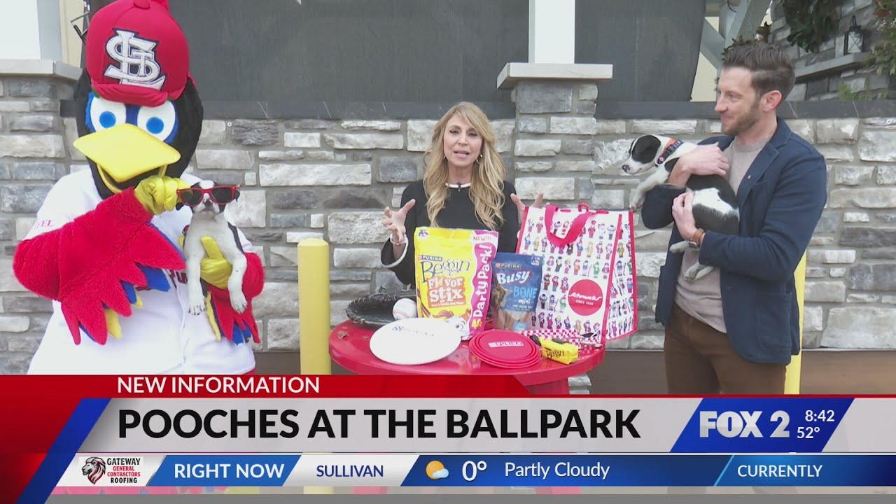 Cardinals' Pooches in the Ballpark