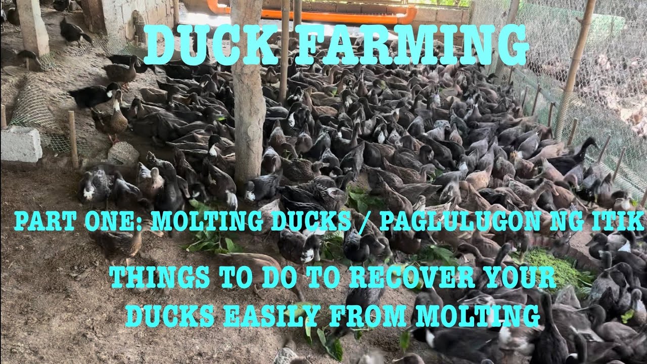 HOW TO RECOVER EASILY YOUR DUCKS FROM MOLTING? /  MGA DAPAT GAWIN KUNG NAGLULUGON ANG MGA ITIK?