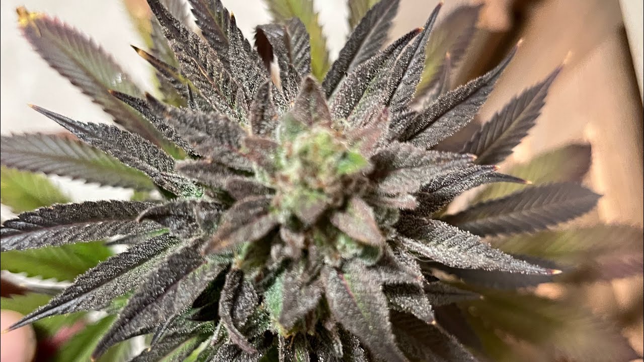 Day 1 Flower SFV x  SFD