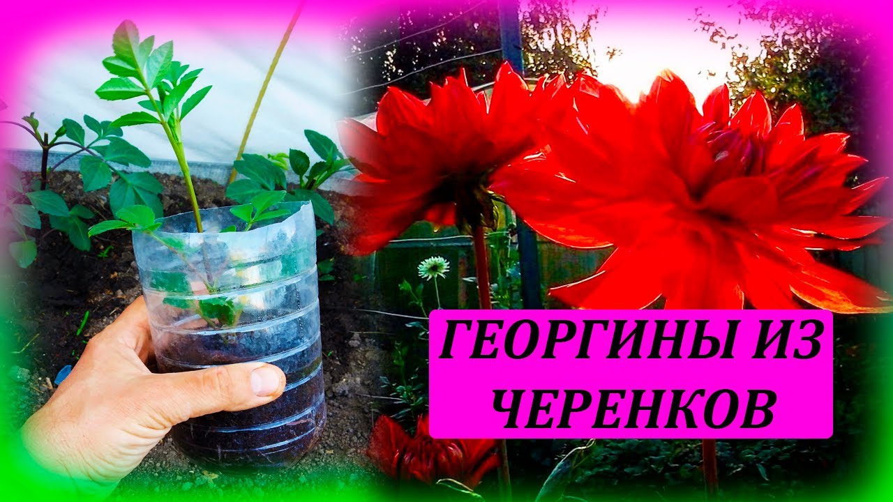 Георгины посадка весной в грунт. Как выращивать георгины из черенков. Как выращивать далию.