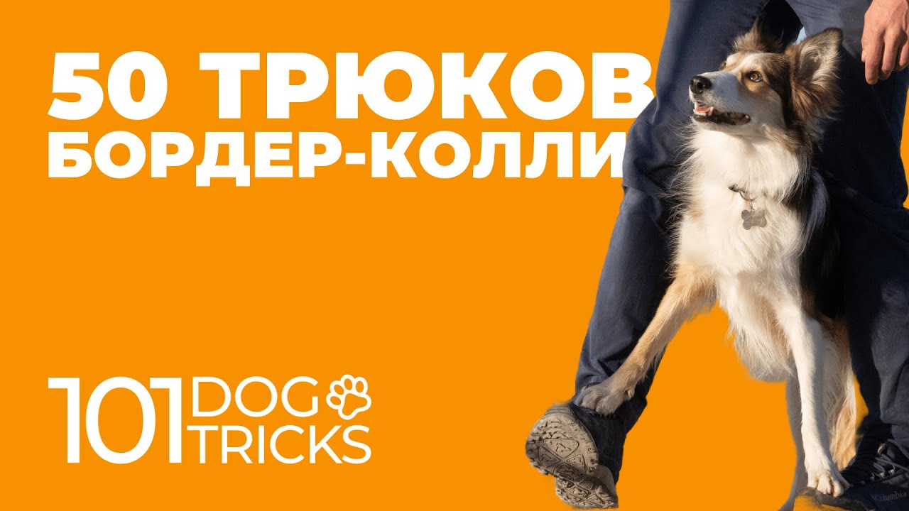 50 команд Сири 🐩 Бордер колли выполняет трюки без слов