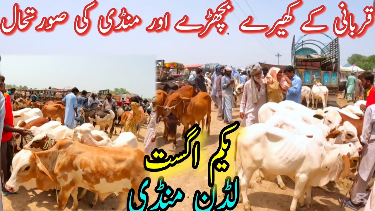 LUDDAN CLAVES MARKET UPDATE / Sahiwal Cholistani Gullabi Bachra Farming In Pakistan/New Price Update