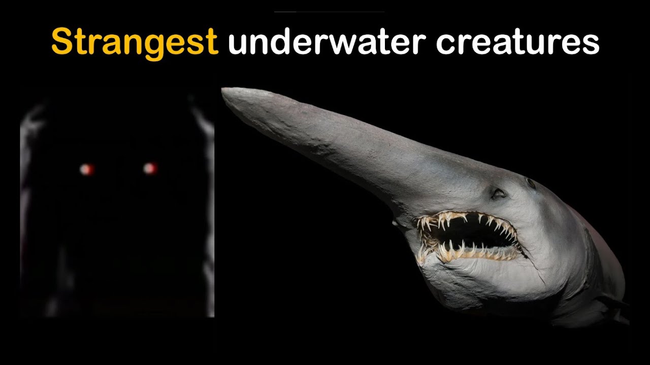 Strangest underwater creatures | Mr incredible becoming uncanny