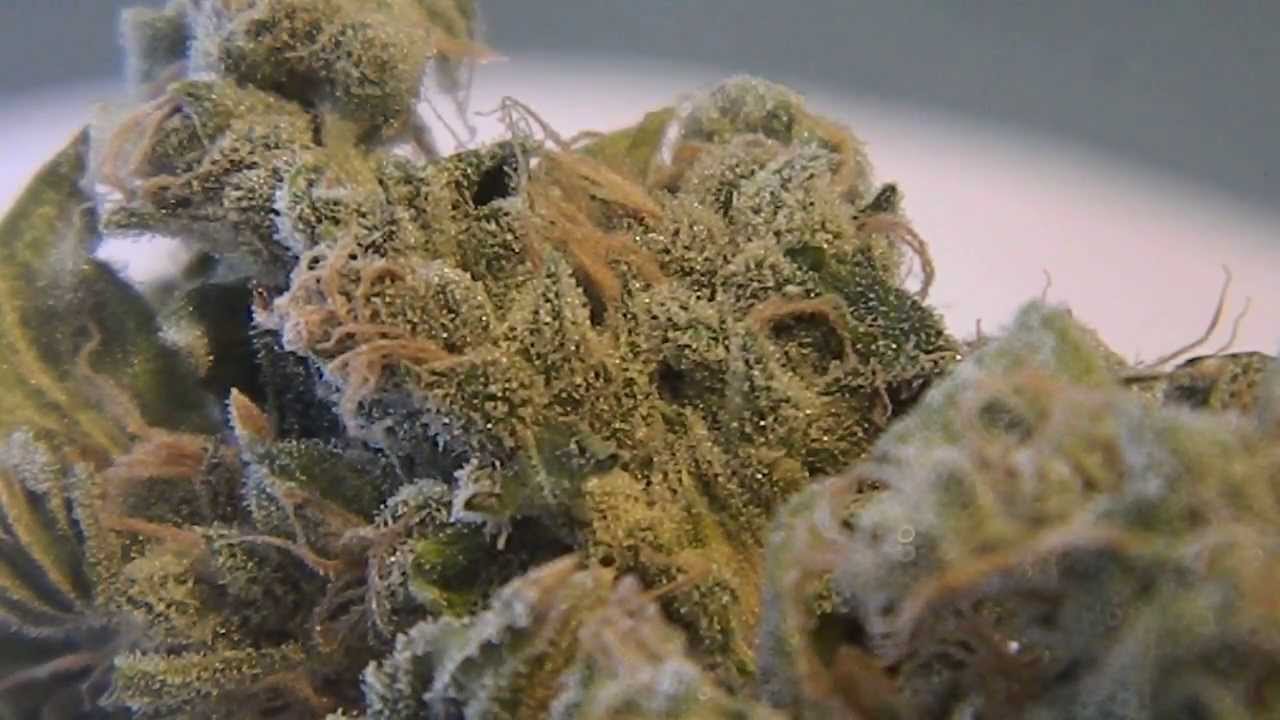 MajorBurns Veganic Critical Sensi Star